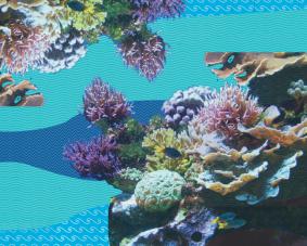 Maraya-Thumbnailcoralreef.jpg