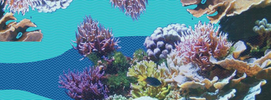 Maraya-Headercoralreef.jpg